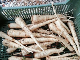 Venderé chirivías frescas 5 PLN por 1 kg