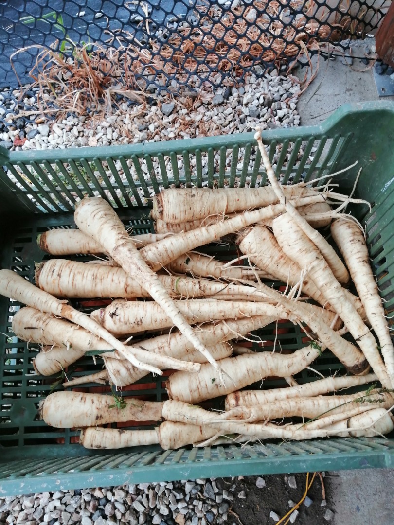 Venderé chirivías frescas 5 PLN por 1 kg