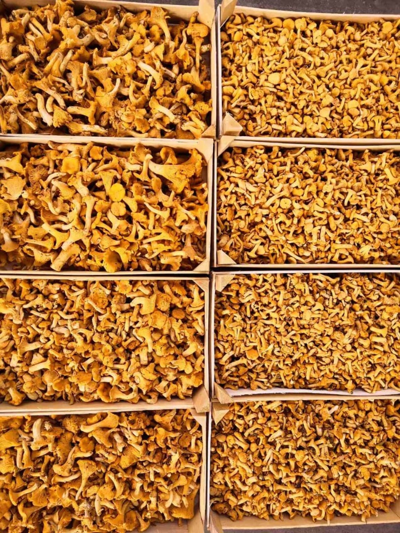 ¡Ofrecemos rebozuelos frescos semanalmente! ¡Hacemos la clasificación en nuestra fábrica en Lituania, podemos preparar el producto según sus necesidades!