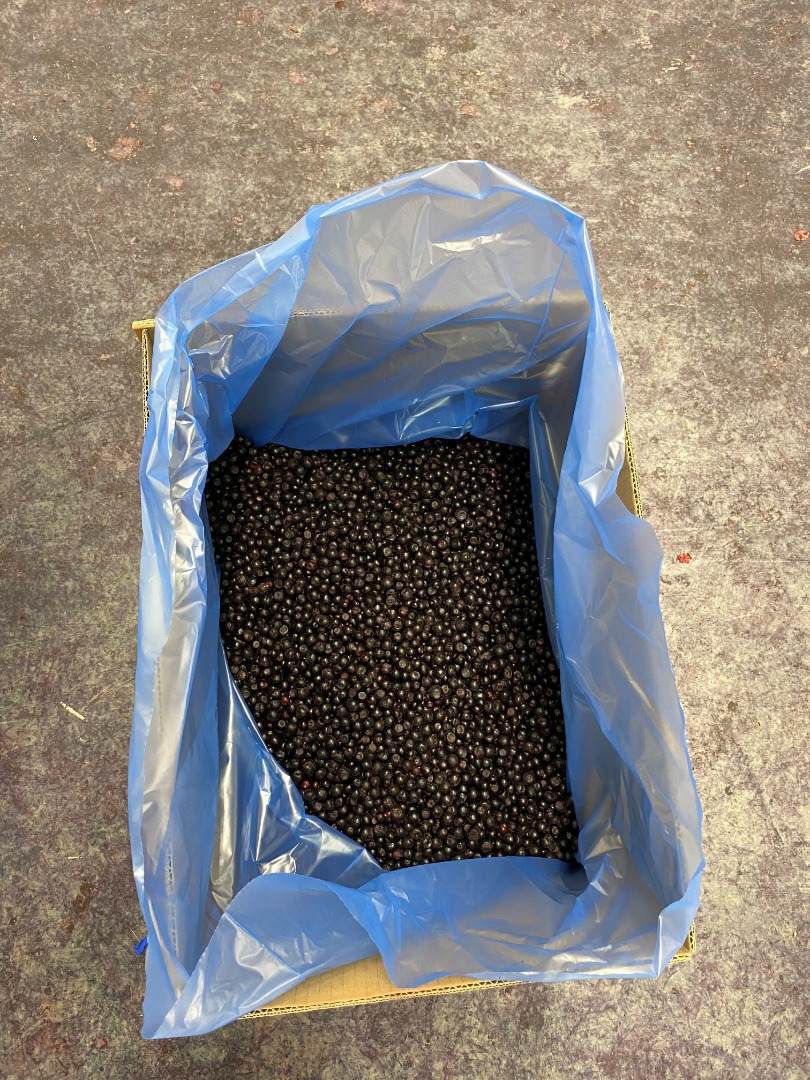 ¡El arándano silvestre congelado IQF está disponible! Por favor contáctenos para ofertas!