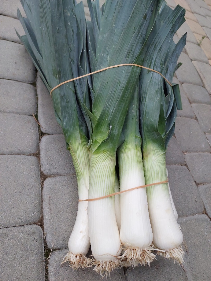 Tengo a la venta una gran cantidad de puerros de mi propio cultivo