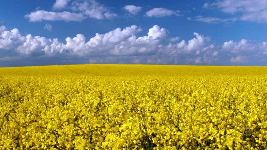 Nuestra compañía "MEGABUD" (Ucrania) está lista para ofrecerle cooperación en la dirección del suministro de una cosecha de aceite agrícola: la colza