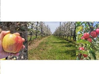 Hola, somos productores de manzanas de Bulgaria. Nuestro jardín