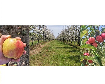 Hola, somos productores de manzanas de Bulgaria