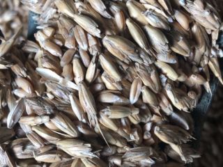 Venderé unas 15 toneladas de espelta. Limpio, agradable, sin