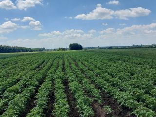 Venderé papas Denar directamente del campo, alrededor de 18-20