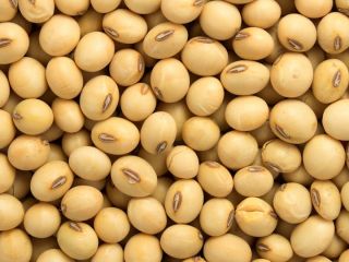 Somos exportadores y proveedores a granel de Bénin Soybean