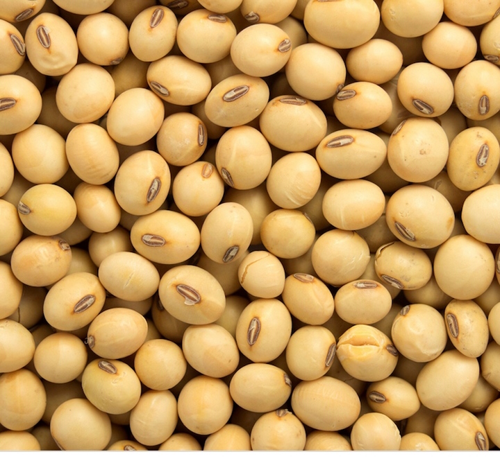 Somos exportadores y proveedores a granel de Bénin Soybean (NON GMO)