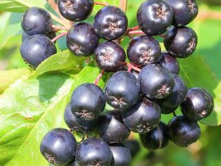 Vendo aronia de temporada