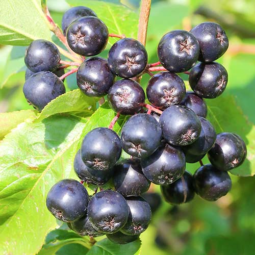 Vendo aronia de temporada