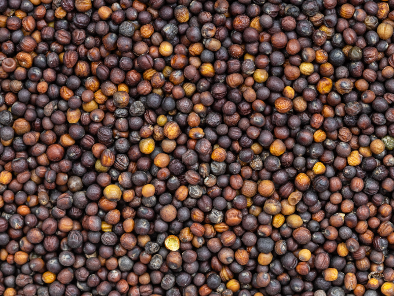 ¡Hola! Somos una empresa ucraniana que vende colza (cosecha 2022)