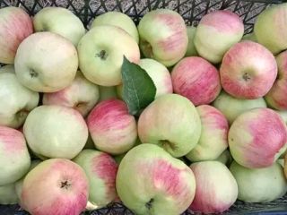 Vendo frutas y verduras orgánicas: manzanas, ciruelas pasas, pimientos,