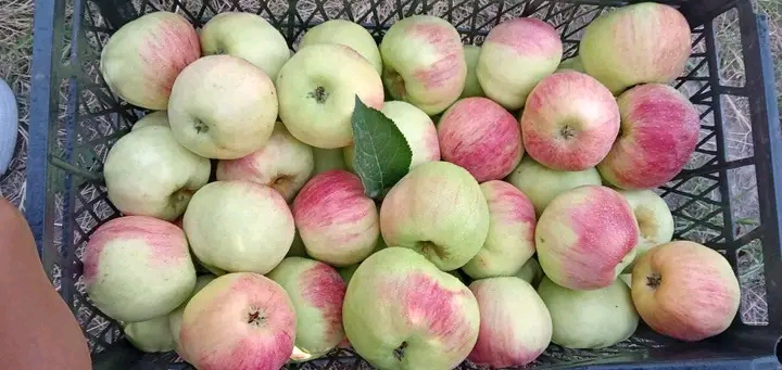 Vendo frutas y verduras orgánicas: manzanas, ciruelas pasas, pimientos, tomates, remolachas rojas, repollo, calabazas, repollo, maíz, puerros