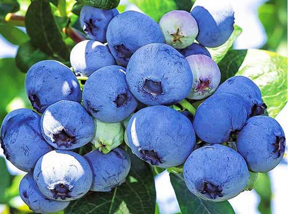 Voy a vender arándanos de menor calidad, los desechos de poscosecha son aptos para conservas para confiterías, etc
