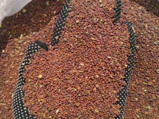 Venderé mostaza negra para exportación, el origen es Kazajstán.