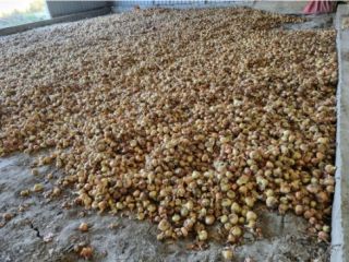 Vendo cebollas de primera calidad.