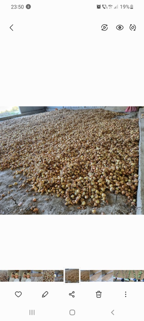 Vendo cebollas de primera calidad