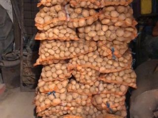 Venderé patatas variedad Madeira y Vineta, frescas del campo,