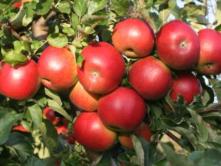 a la venta manzanas orgánicas certificadas. Póngase en contacto
