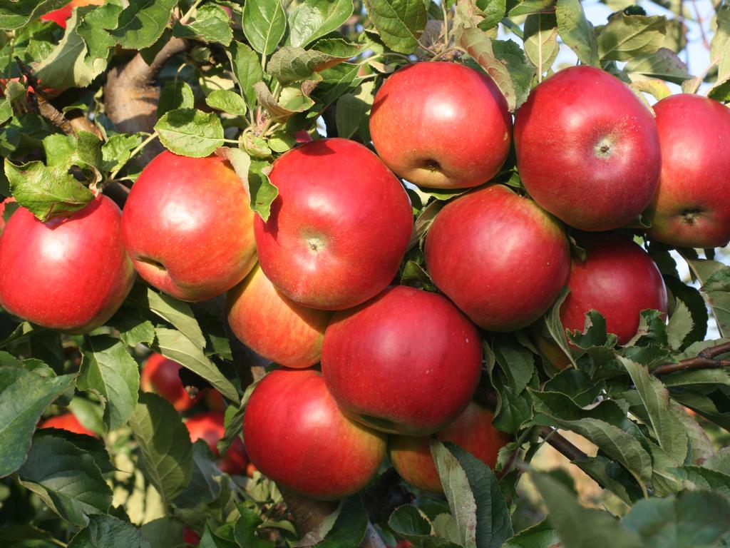 Venderé manzanas orgánicas con certificado