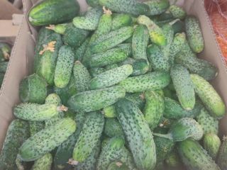 Vendo pepinos amarok, 600kg-800kg