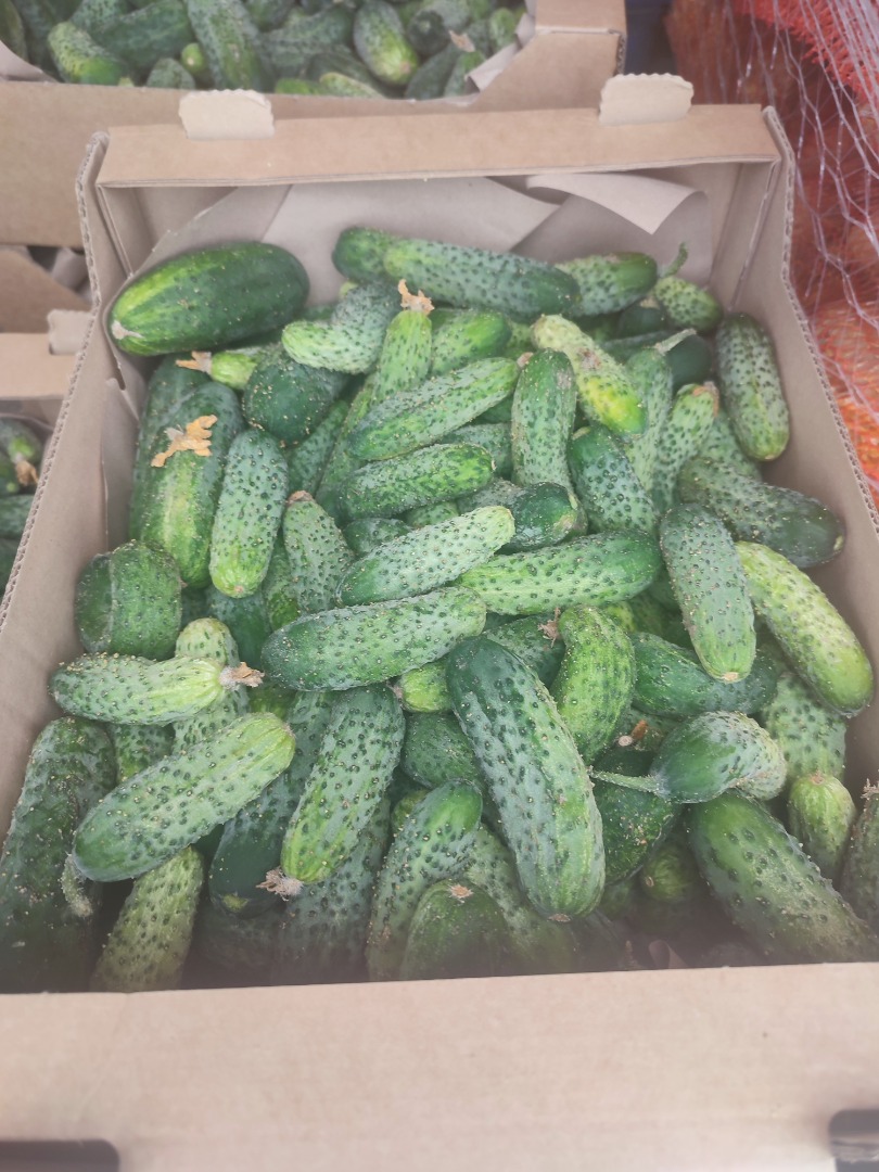 Vendo pepinos amarok, 600kg-800kg
