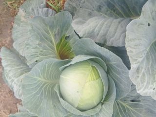 Variedad agresora ideal para ensilaje