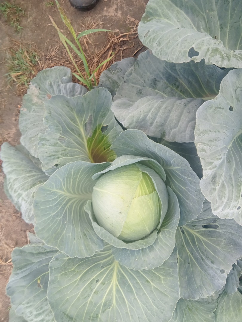 Variedad agresora ideal para ensilaje