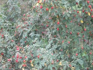 Escaramujos frescos de la variedad "Karpatia"