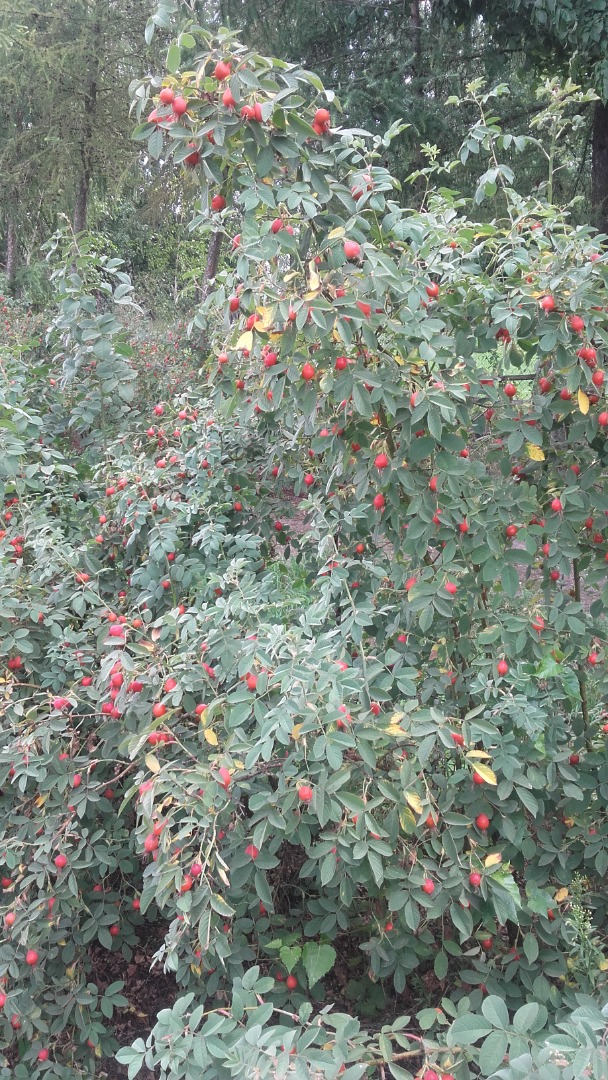 Escaramujos frescos de la variedad "Karpatia"