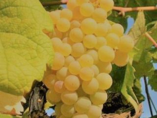 Venta de uvas de vino orgánicas certificadas, calidad Trebbiano