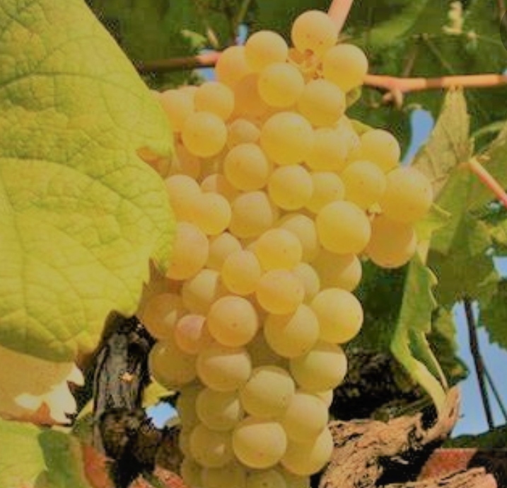 Venta de uvas de vino orgánicas certificadas, calidad Trebbiano Malvasia y Bellone