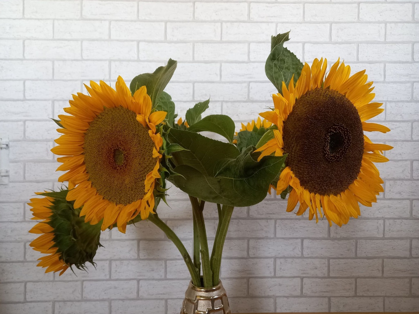 Ofrezco girasoles de mi propio cultivo con entrega en la dirección indicada hasta 30 km de Lublin