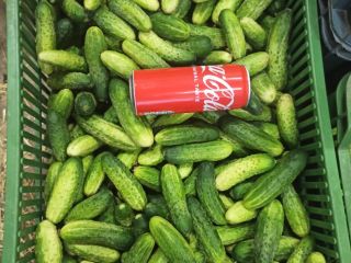 Varios tipos de pepinos Śrem a la venta