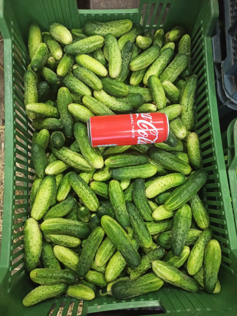 Varios tipos de pepinos Śrem a la venta