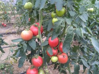 Variedad Pink King, frambuesa, muy buena, biológicamente protegida sin
