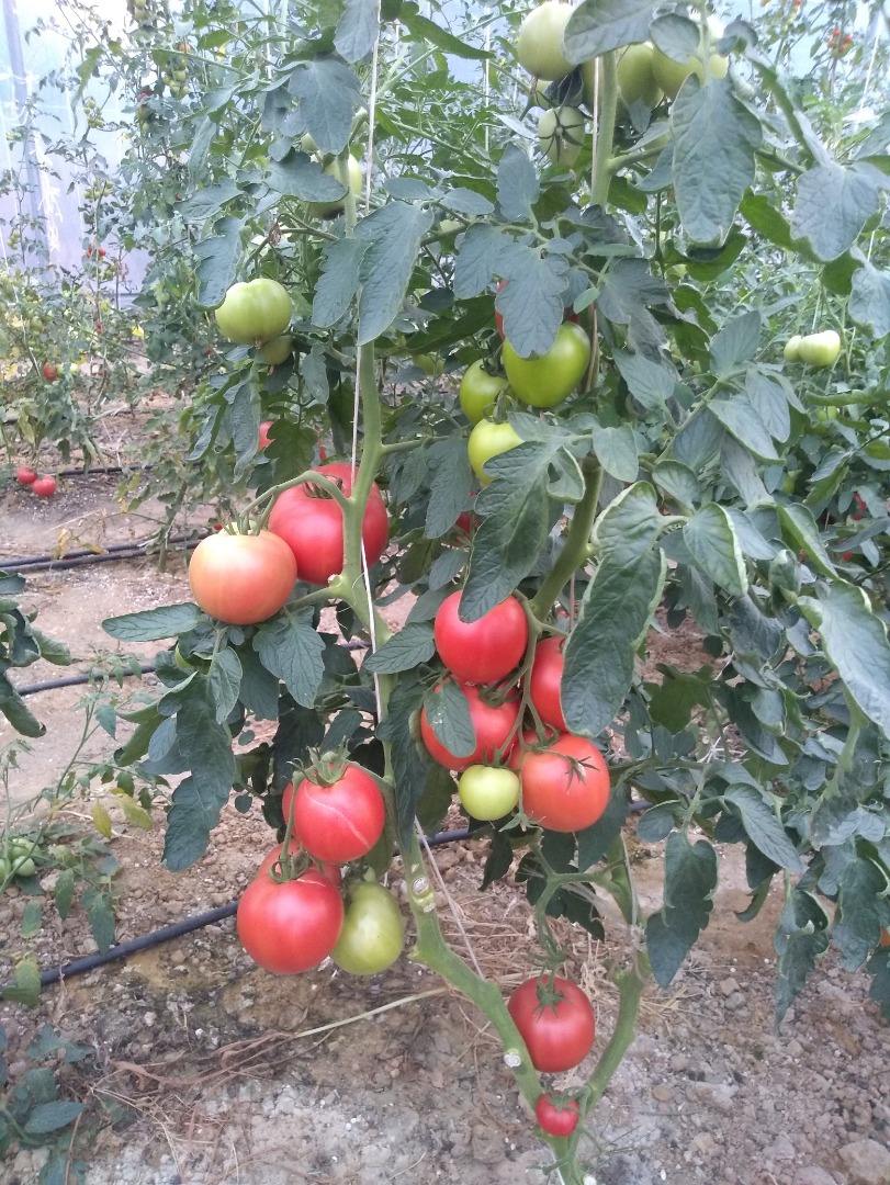 Variedad Pink King, frambuesa, muy buena, biológicamente protegida sin fertilizantes químicos