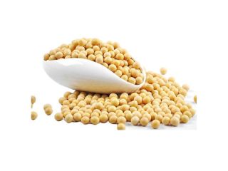 Marca Plant N Peso del plato 1800 Gramos Especialidad
