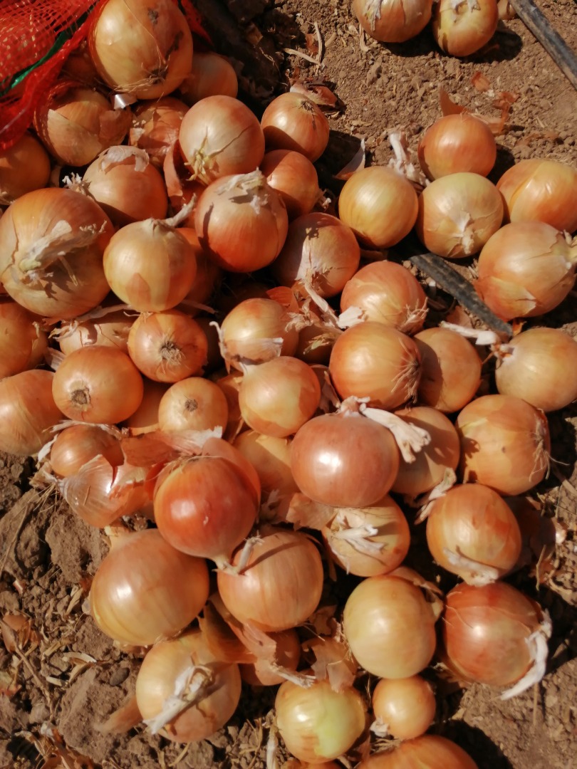 Cosecha de cebolla 2022