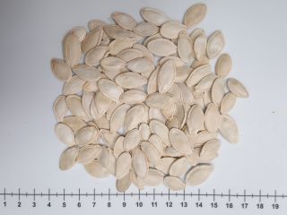 Semillas de calabaza en su cáscara