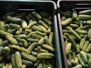 Pepino fresco, desgarrado cada 2 días, una variedad apta