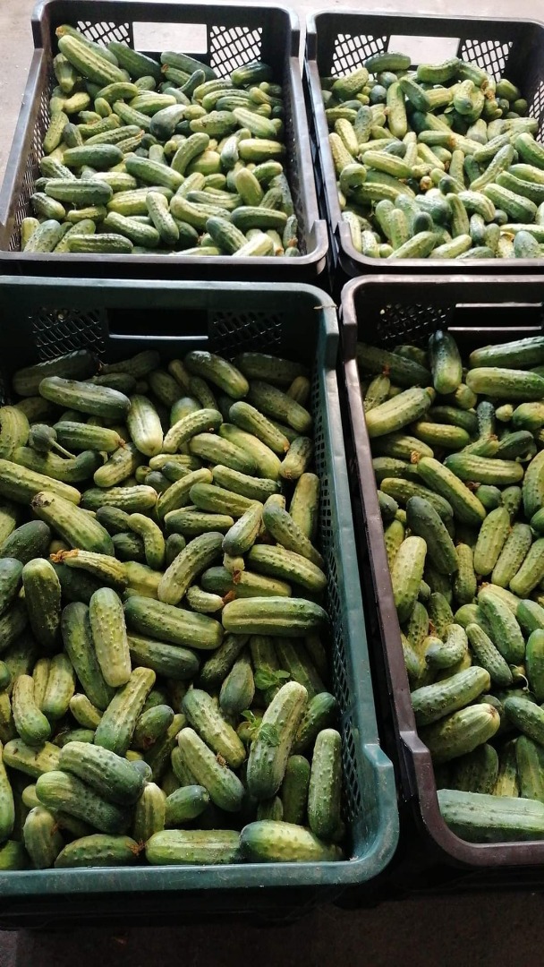 Pepino fresco, desgarrado cada 2 días, una variedad apta para conservas, sabroso, de sabor dulce, ensilaje, pepinillo, ensalada, cantidades de 200 a 300 kilos