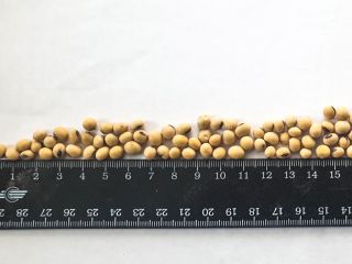 La empresa agrícola ucraniana le ofrece soja transgénica de