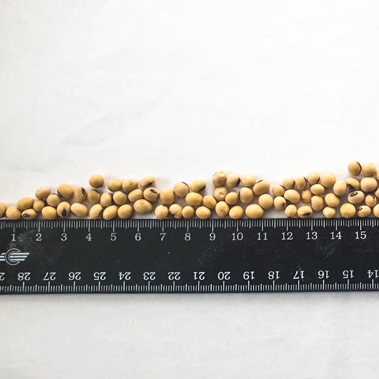 La empresa agrícola ucraniana le ofrece soja transgénica de su propia producción (campos)