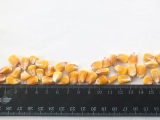 La empresa agrícola ucraniana le ofrece semillas de maíz