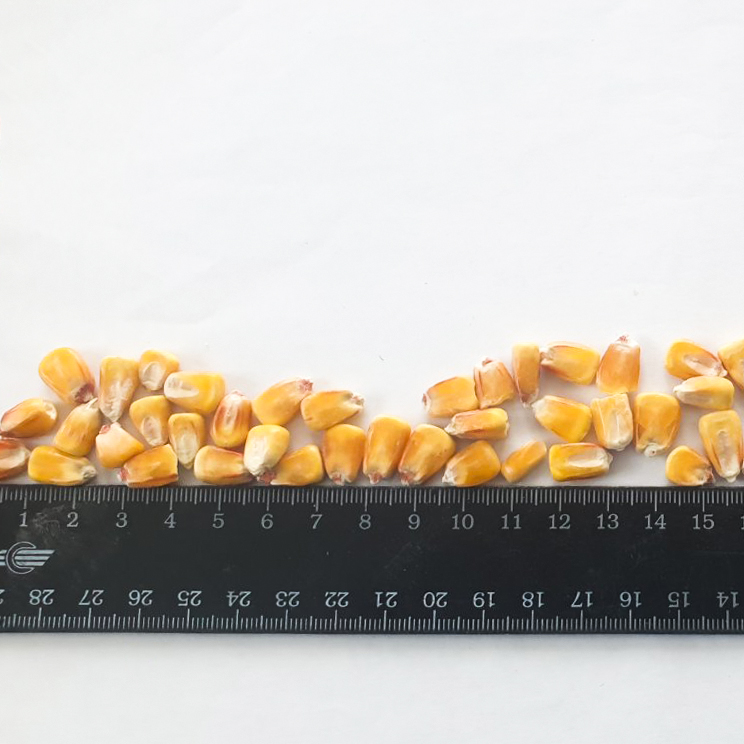 La empresa agrícola ucraniana le ofrece semillas de maíz de grado alimenticio (maíz)