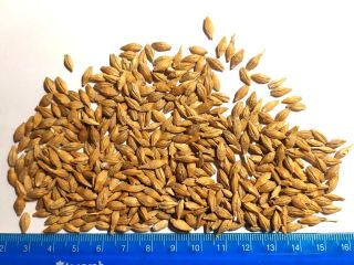 La empresa agrícola ucraniana le ofrece semillas de cebada