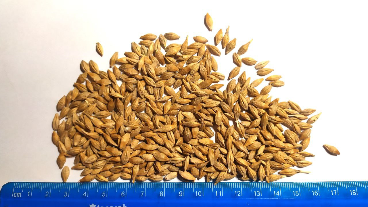 La empresa agrícola ucraniana le ofrece semillas de cebada de calidad forrajera, de su propia producción (campos)