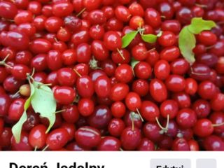 Hola, tengo grandes cantidades de cornejo comestible a la