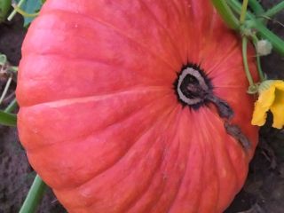 Venderé calabazas gigantes sin el uso de fertilizantes y